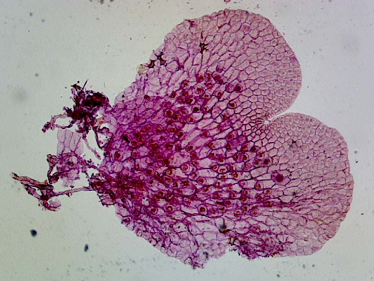 Microscope Slide, Fern (Pteridophyta) Prothallium, Showing Gametophytes; Cross Section