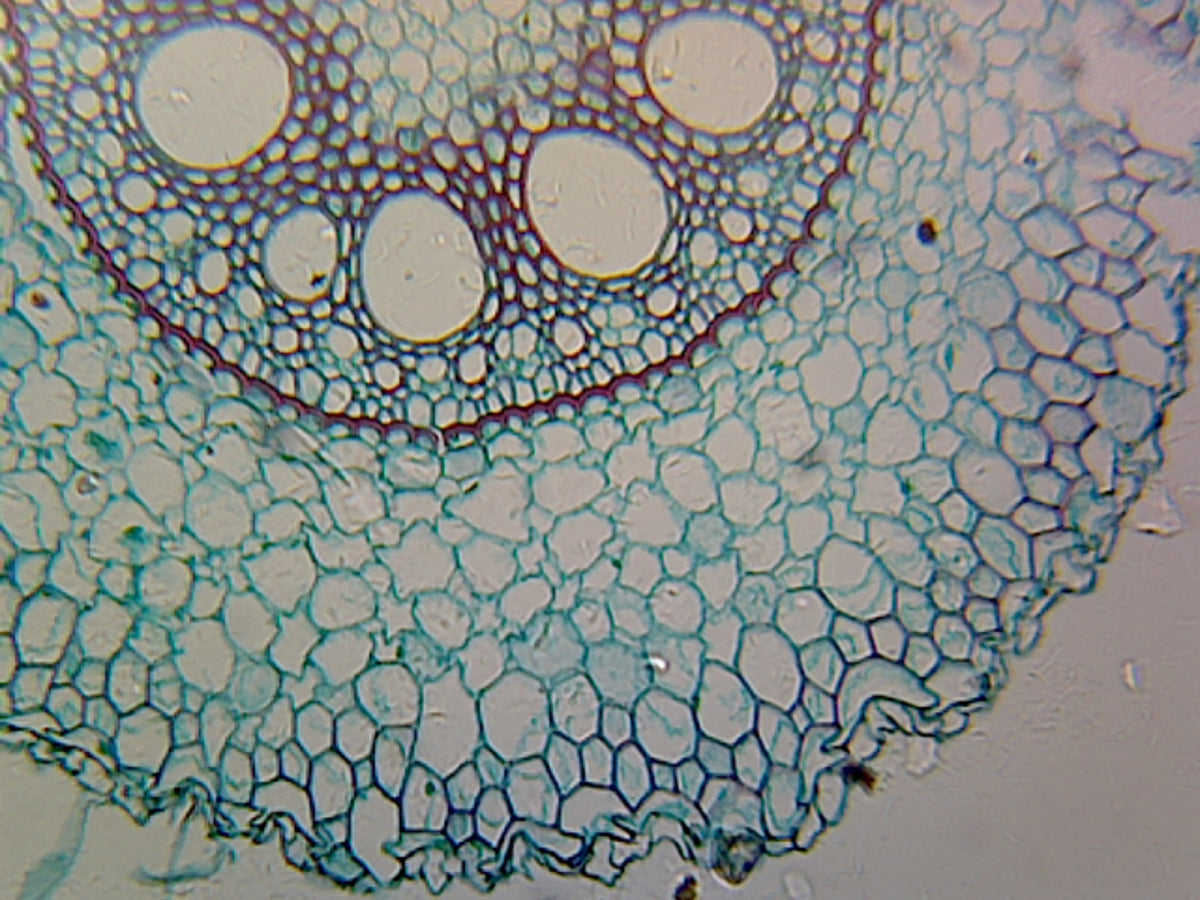 Microscope Slide, Angiosperm Root; Monocot; Showing General Structures; Cross Section
