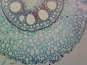 Microscope Slide, Angiosperm Root; Monocot; Showing General Structures; Cross Section