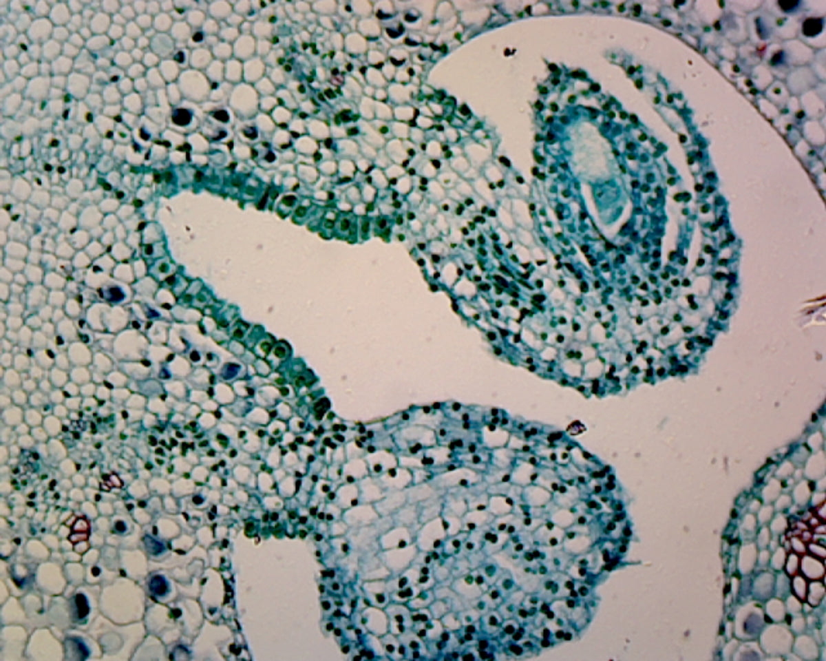 Microscope Slide, Lilium Ovary; Cross Section