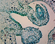 Microscope Slide, Lilium Ovary; Cross Section