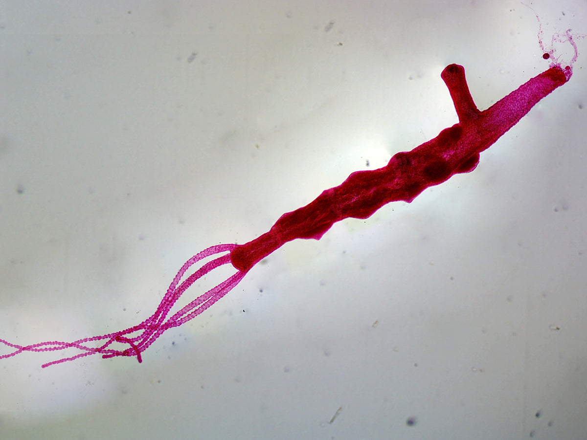 Microscope Slide, Hydra Adult with Bud; Whole-Mount
