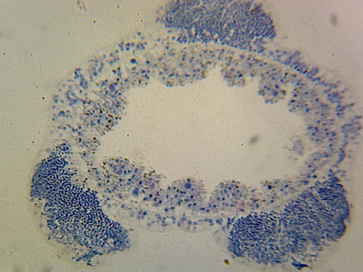 Microscope Slide, Hydra with Male Gonad (Spermary); Whole-Mount