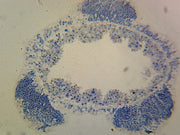 Microscope Slide, Hydra with Male Gonad (Spermary); Whole-Mount