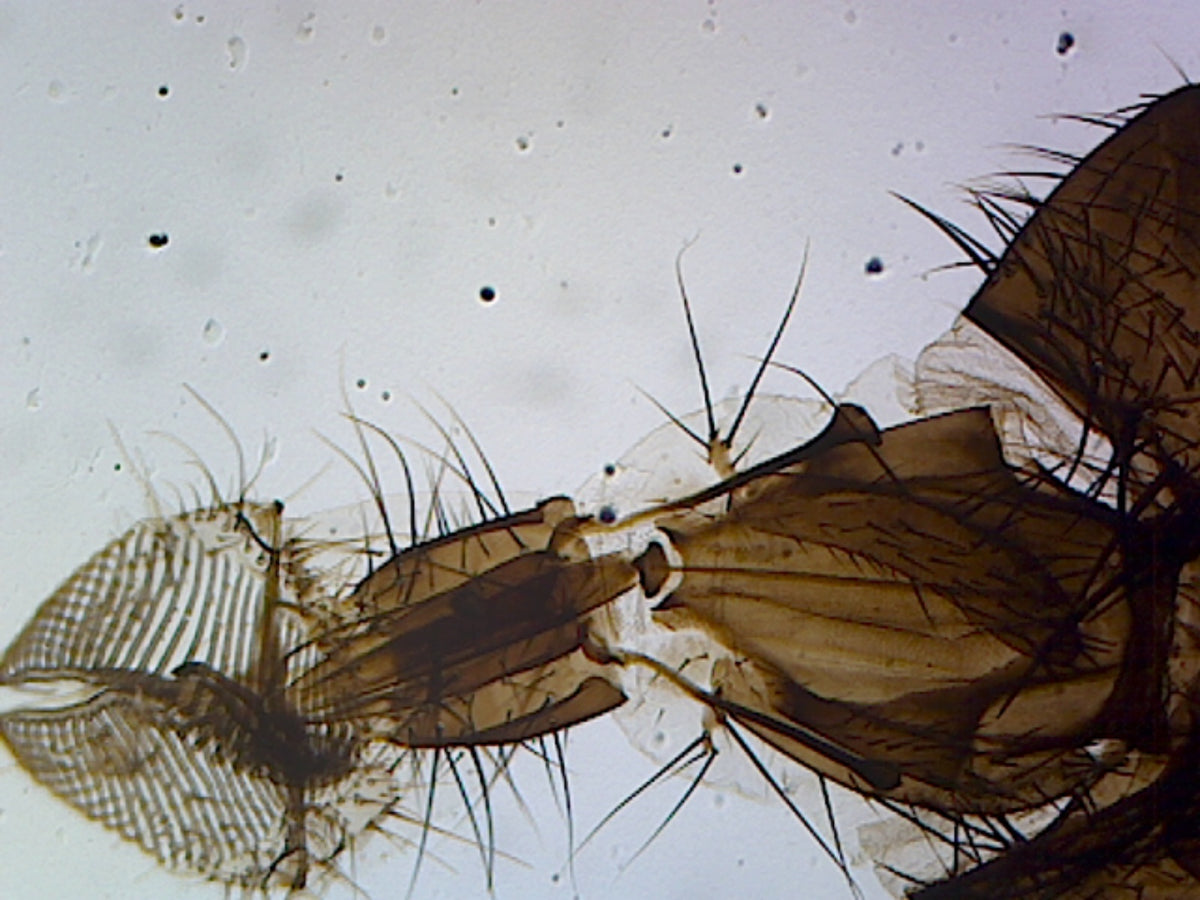 Microscope Slide, Musca Domestica (Housefly) Head; Whole-mount