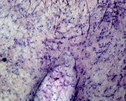 Microscope Slide, Areolar Tissue, Mammalian; Section