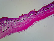 Microscope Slide, Amphibian Skin; Cross Section