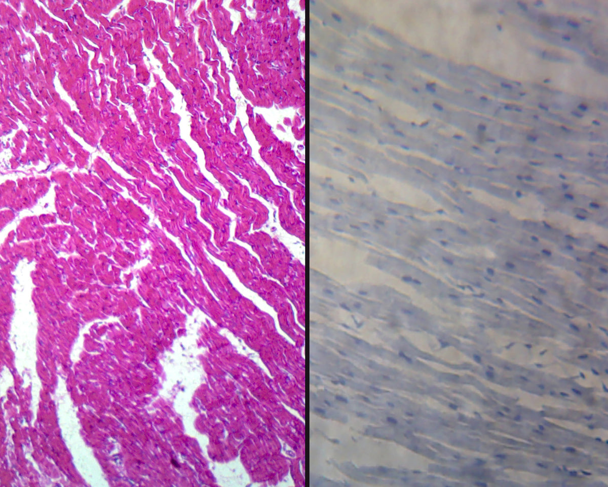 Microscope Slide, Cardiac Muscle, Mammalian; Cross Section and Longitudinal Sections
