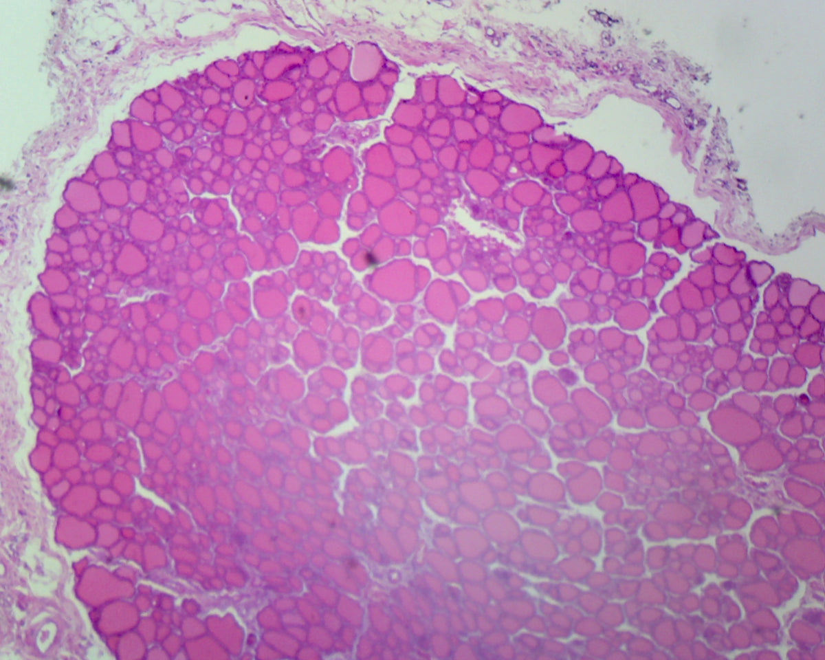 Microscope Slide, Simple Cuboidal Epithelium, Mammalian; Section