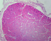 Microscope Slide, Simple Cuboidal Epithelium, Mammalian; Section