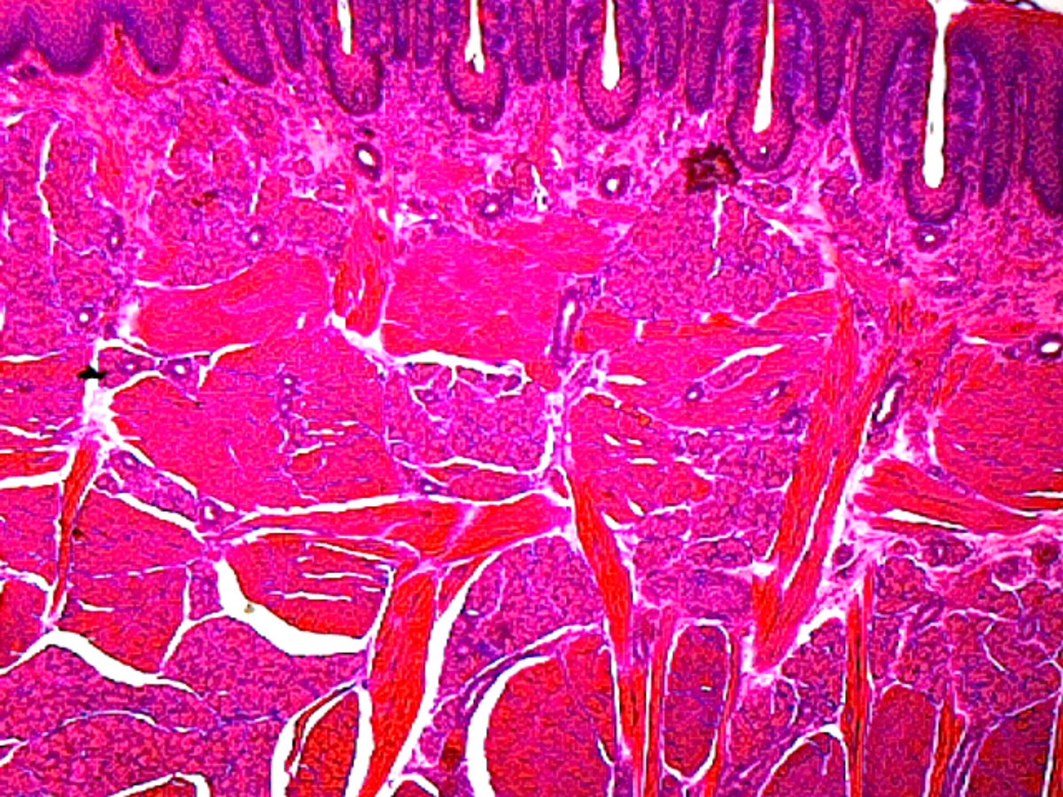 Microscope Slide, Foliate Papillae (Taste Buds), Mammalian; Section