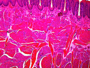 Microscope Slide, Foliate Papillae (Taste Buds), Mammalian; Section