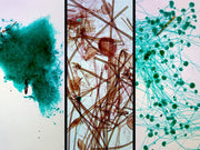 Microscope Slide, Fungi, Molds, Three Types; Showing Aspergillus, Penicillium, and Rhizopus, Whole-Mount