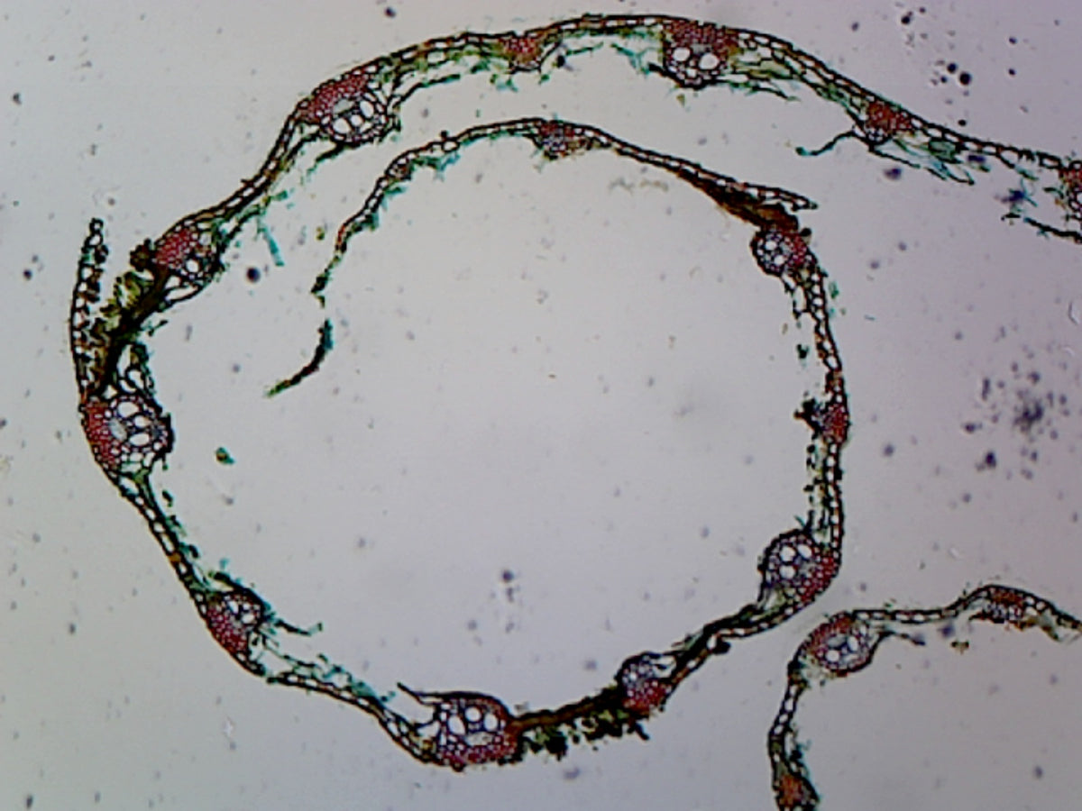 Microscope Slide, Puccinia Graminis Uredinia (Basidiomycetes); Section