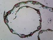 Microscope Slide, Puccinia Graminis Uredinia (Basidiomycetes); Section