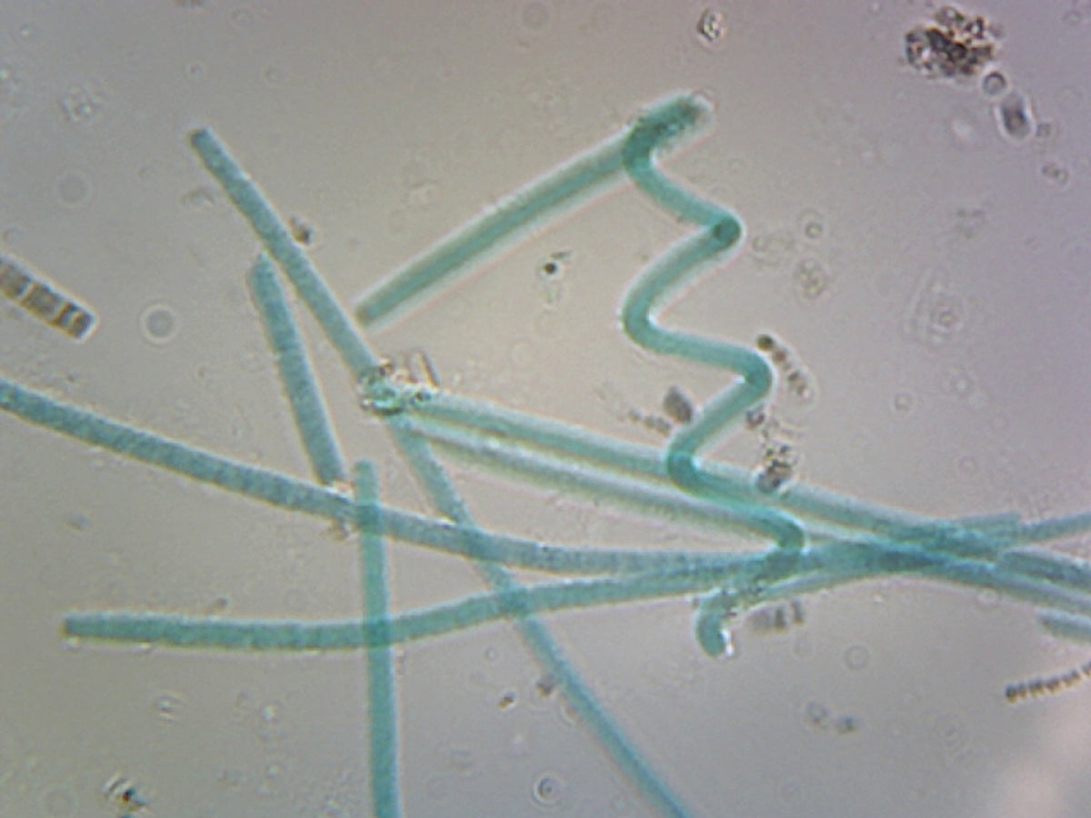 Microscope Slide, Oscillatoria; Filamentous Bacteria; Shows Simple Unbranched Filaments; Whole-Mount; FS&FG stain