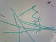 Microscope Slide, Oscillatoria; Filamentous Bacteria; Shows Simple Unbranched Filaments; Whole-Mount; FS&FG stain