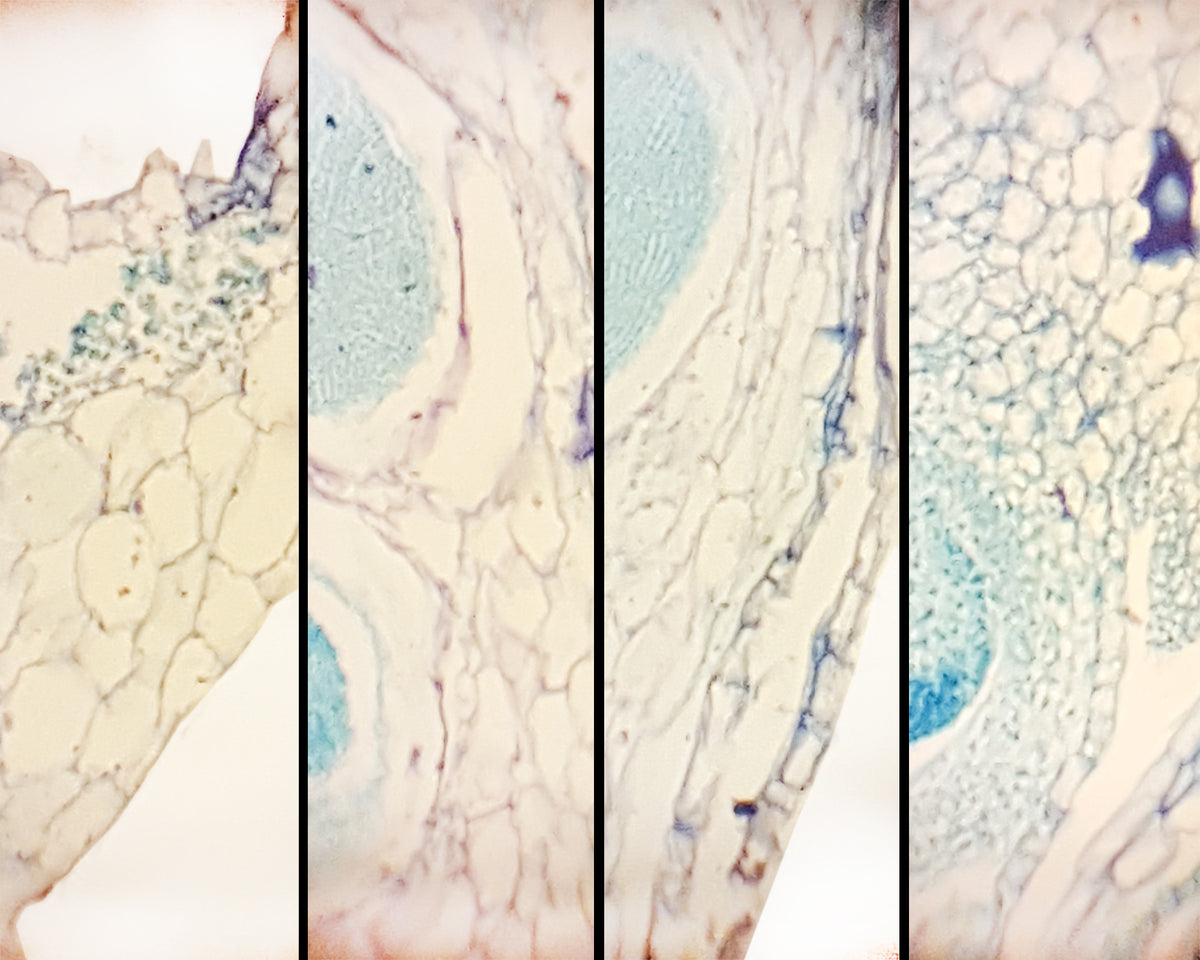 Microscope Slide, Marchantia Life History Composite; Section Showing Gemmae Cup, Anteredia, Archegonia and Sporophyte