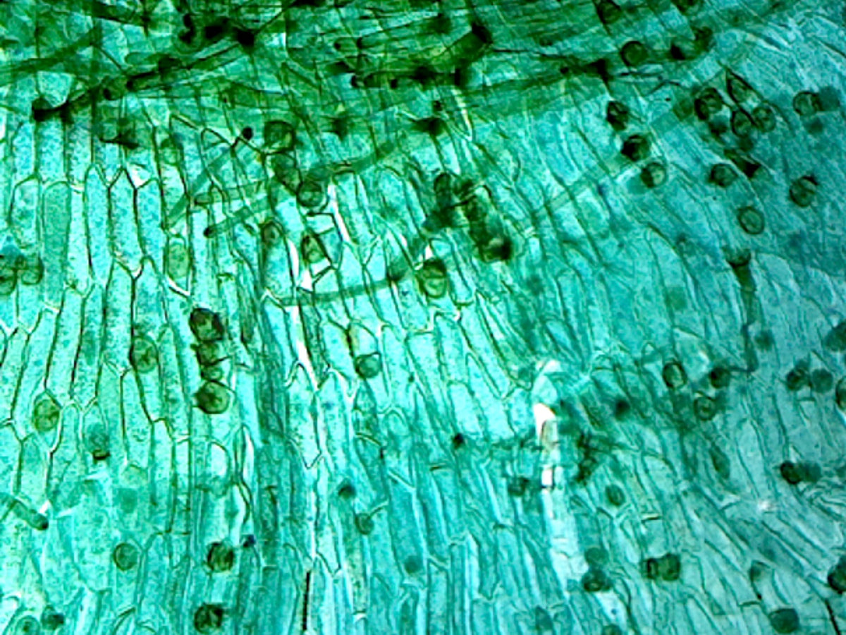 Microscope Slide, Fern (Pteridophyta) Filamentous Prothallium; Showing Germinating Spores; Whole-Mount