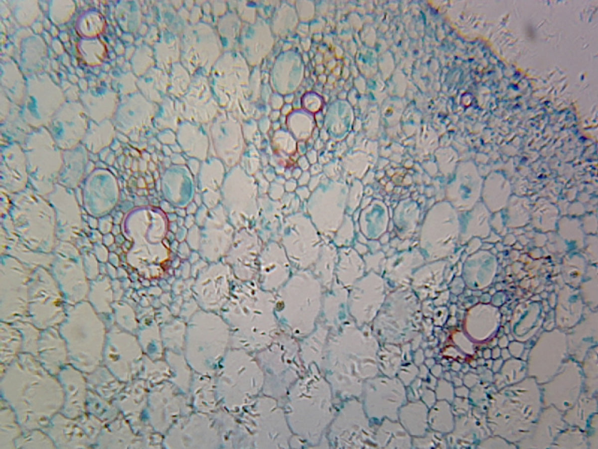 Microscope Slide, Zea Mays Corn Root Tip; Cross Section