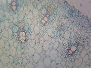 Microscope Slide, Zea Mays Corn Root Tip; Cross Section