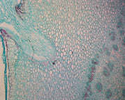 Microscope Slide, Basswood (Tilia) Root; Typical Dicot Root; Cross Section