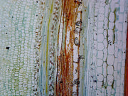 Microscope Slide, Pumpkin (Cucurbita) Stem; Longitudinal Section