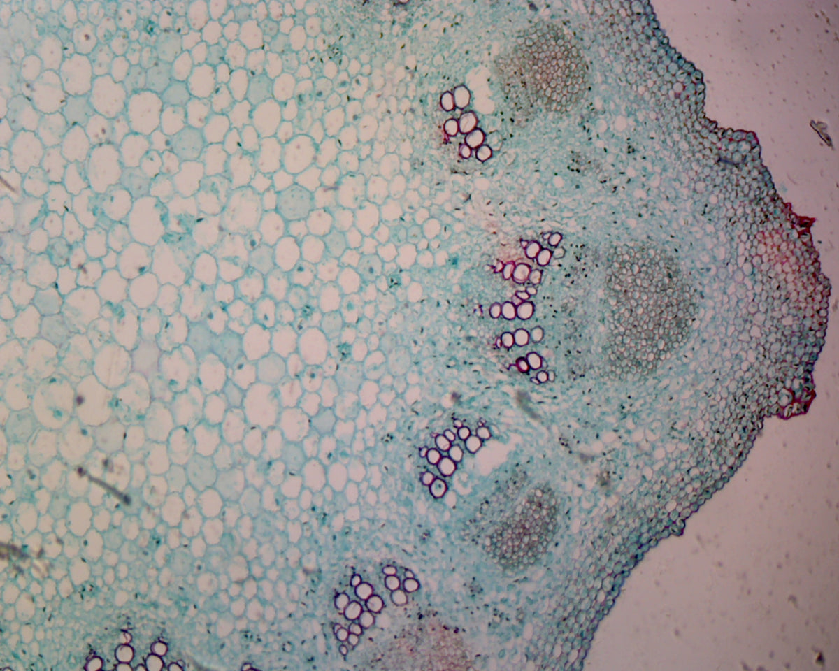 Microscope Slide, Sunflower (Helianthus) Young Stem; Cross Section