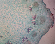 Microscope Slide, Sunflower (Helianthus) Young Stem; Cross Section