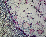 Microscope Slide, Basswood (Tilia) Two Years Stem; Cross Section