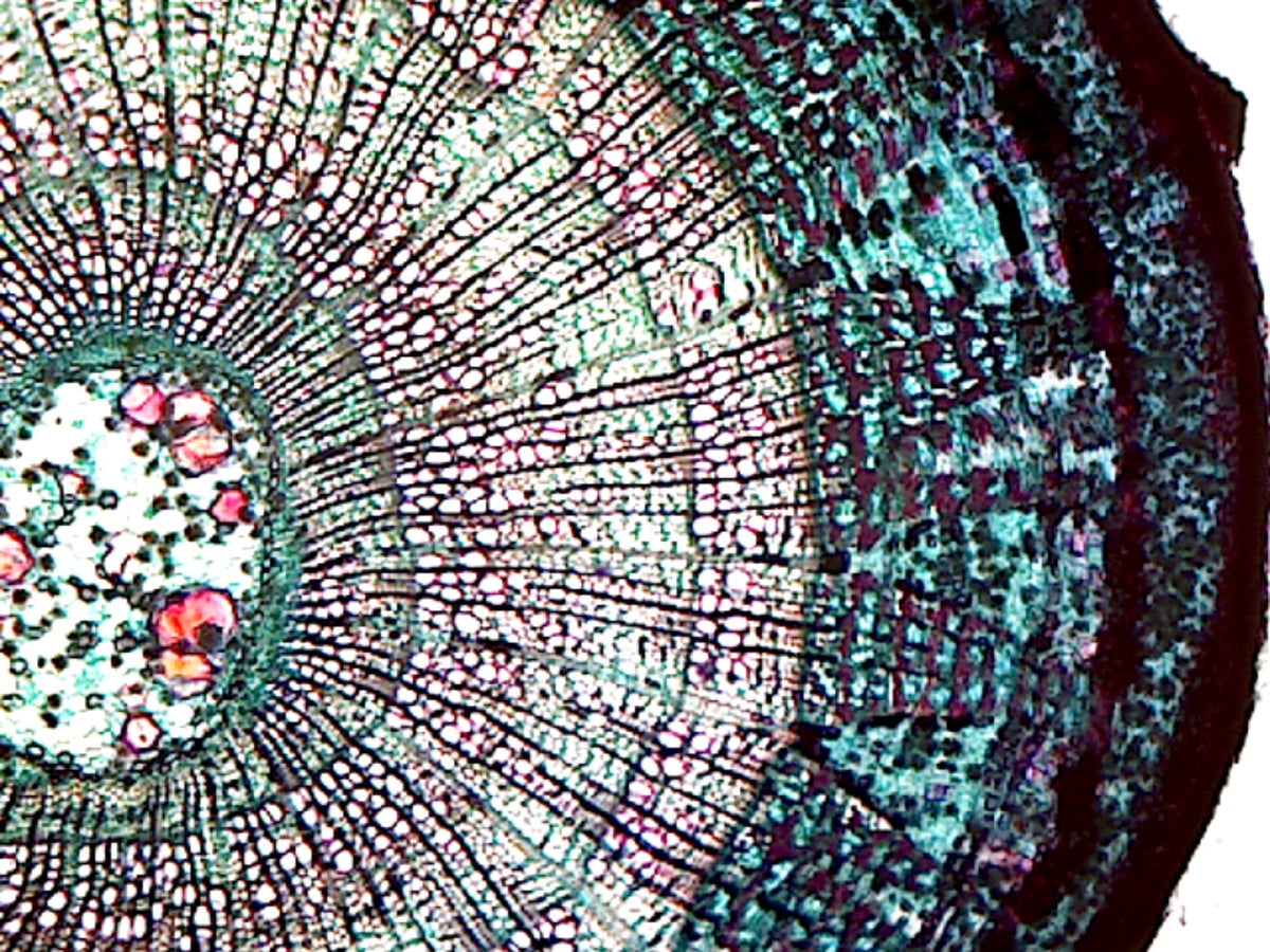 Microscope Slide, Basswood (Tilia) Older Stem; Cross Section
