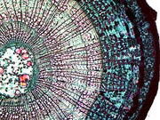 Microscope Slide, Basswood (Tilia) Older Stem; Cross Section