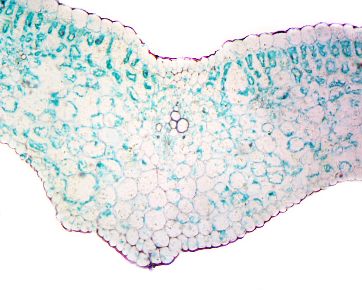 Microscope Slide, Lilium Leaf; Cross Section