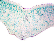 Microscope Slide, Lilium Leaf; Cross Section