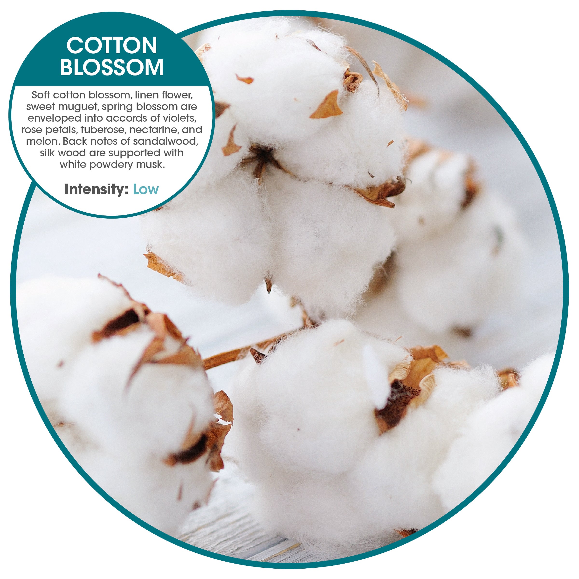 Curve Air Freshener Cotton Blossom (60 Pack)