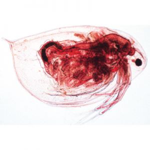 Crustacea - French