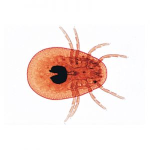 Arachnoidea And Myriapoda -