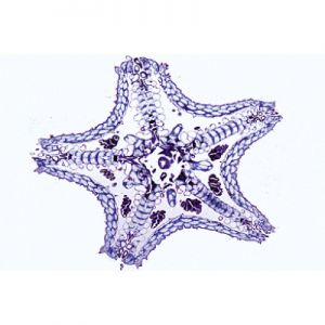 Echinodermata, Bryozoa And
