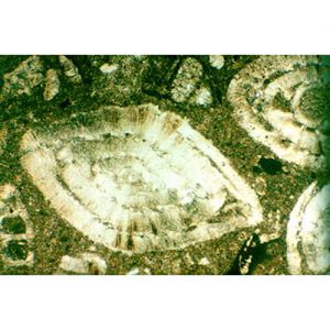 Thin Sections, Sedimentary Rocks, En