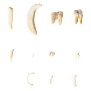 Tooth Types Of Different Mammals, Deluxe