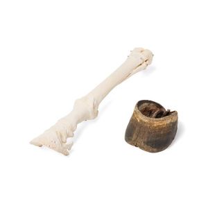 Horse Carpal Bones, Articulated On Base