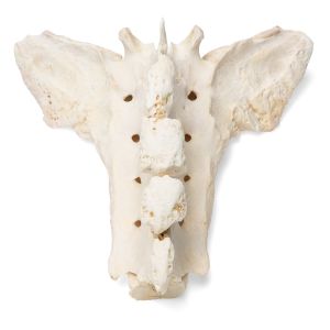 Horse Sacrum