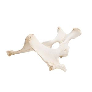 Horse Pelvis