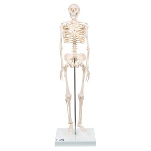 Mini Human Skeleton Model Shorty, Half Natural Size - 3b Smart Anatomy