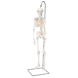 Mini Human Skeleton Model Shorty On Hanging Stand, Half Natural Size - 3b Smart Anatomy