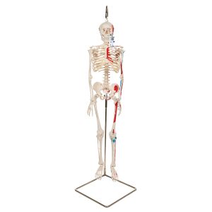 Mini Human Skeleton Shorty With Painted Muscles On Hanging Stand, Half Natural Size