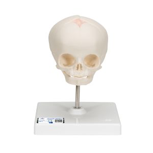 Foetal Skull Model, Natural Cast, 30th Week Of Pregnancy, On Stand - 3b Smart Anatomy