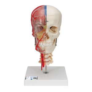 Bonelike Human Skull Model, Half Transparent & Half Bony, Complete With�brain & Vertebrae - 3b Smart Anatomy