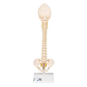 Bonelike Child's Vertebral Column Model - 3b Smart Anatomy