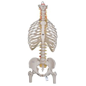 Classic Flexible Human Spine Model With Ribs & Femur Heads - 3b Smart Anatomy